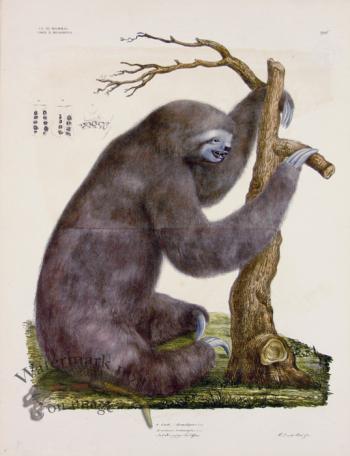 Goldfuss Pale-throated Sloth